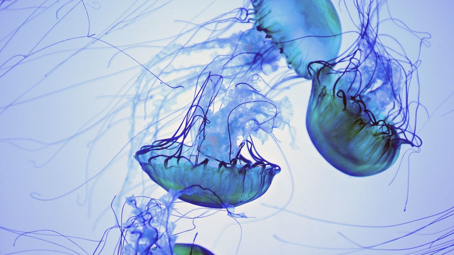 Красивые медузы