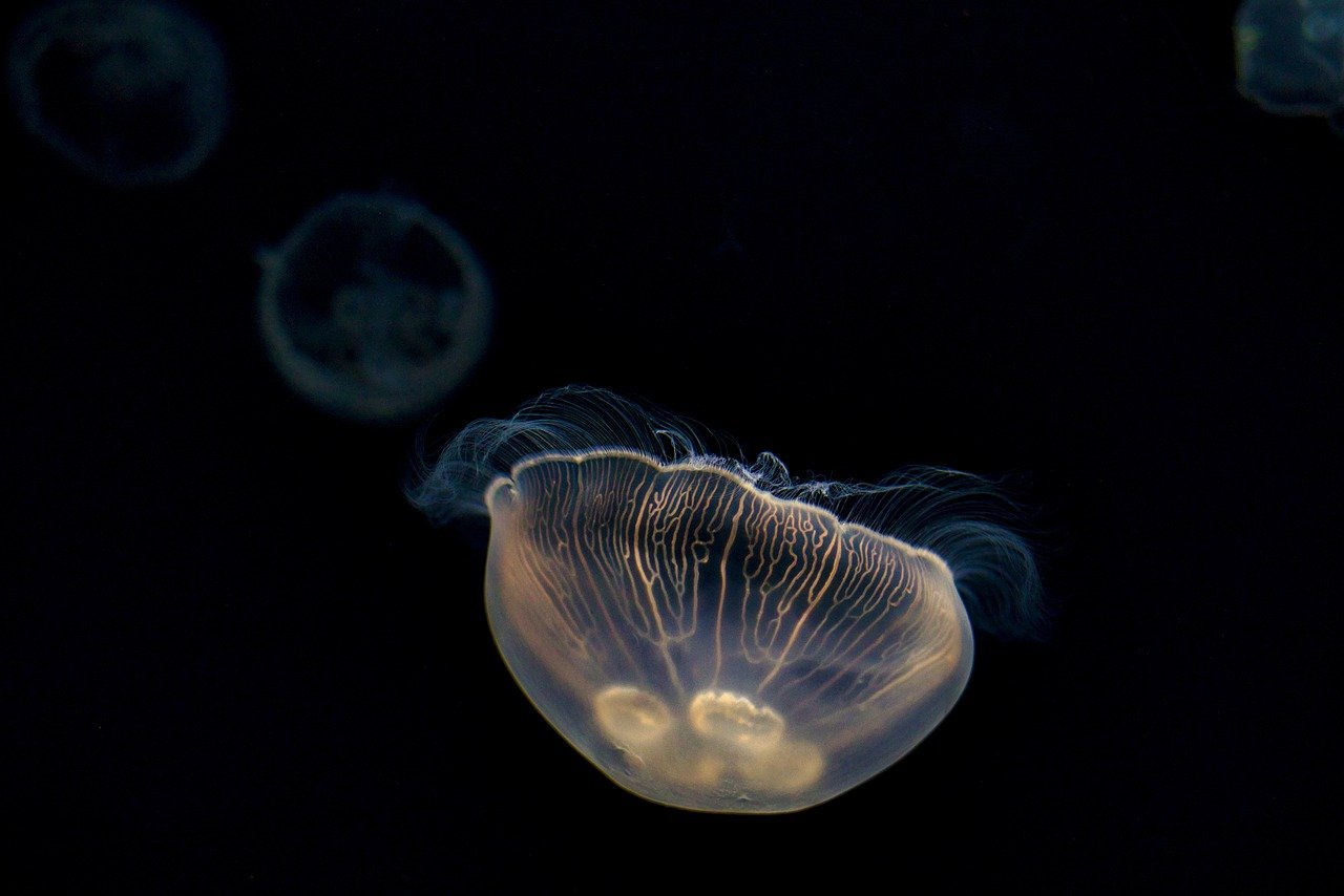 Медуза Сердцевидка