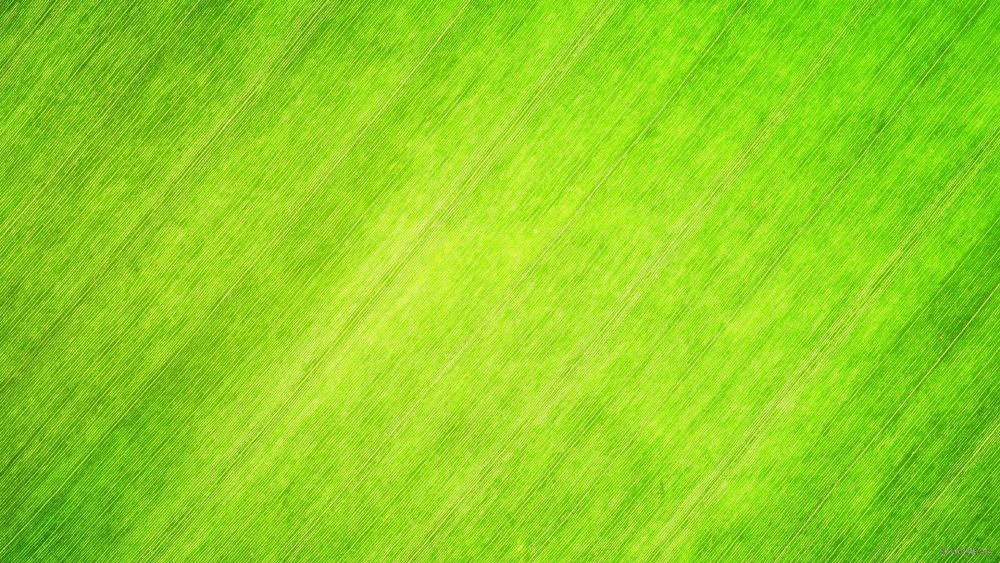 Зеленая текстура