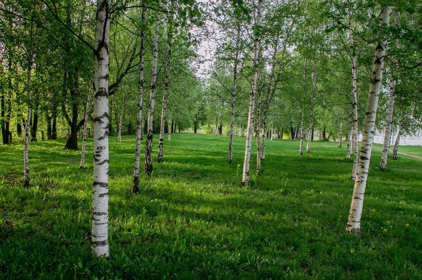 Фото березы хорошего качества. Березовая роща Пермь. Дос Березовая роща Пермь. Березовая роща в Константиново. Березовая роща Самара.