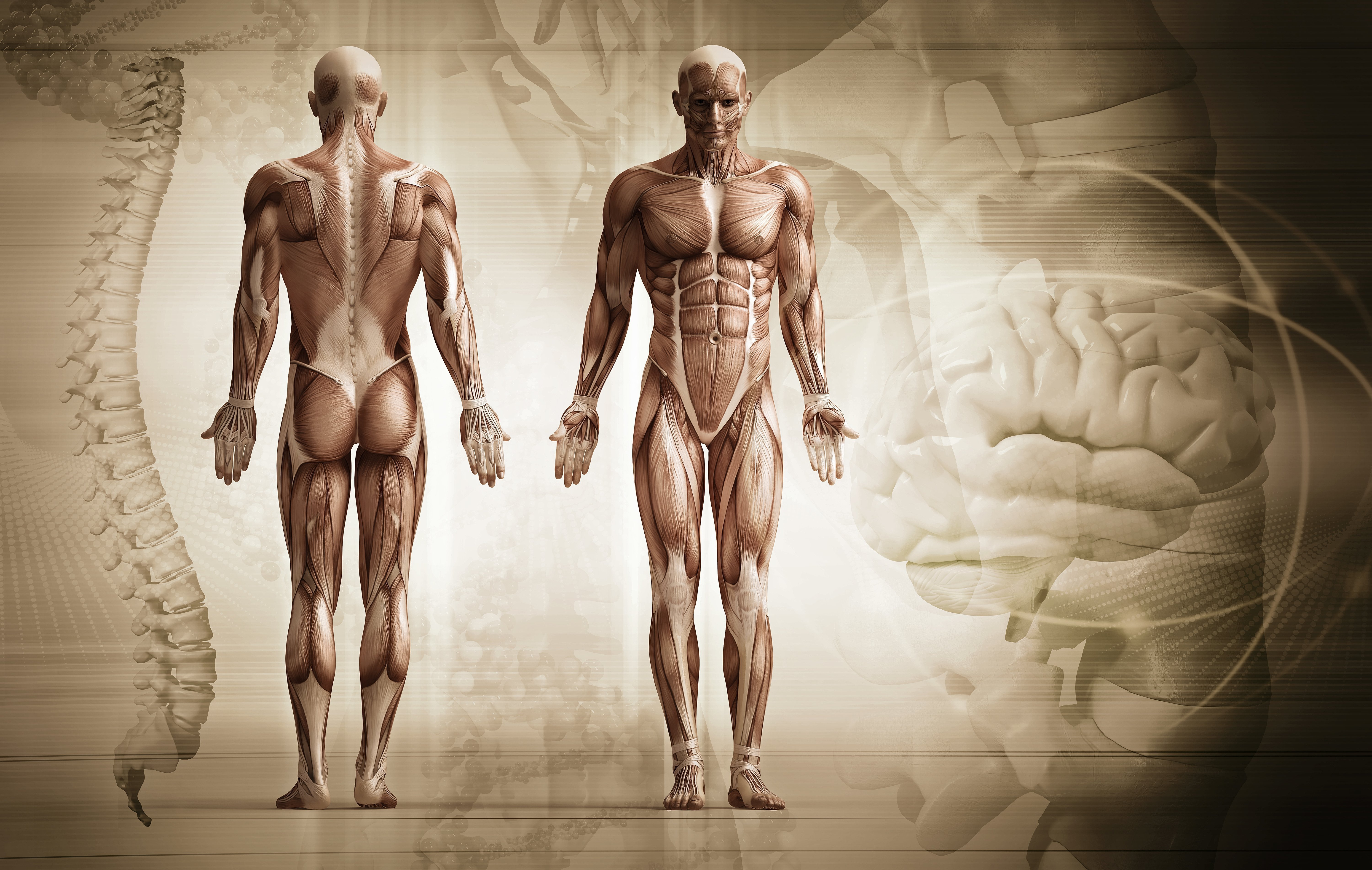 Почему тело человека. Мышцы туловища и конечностей человека. Мышцы тела человека анатомия. Мышечное строение человека. Мышечный скелет человека.