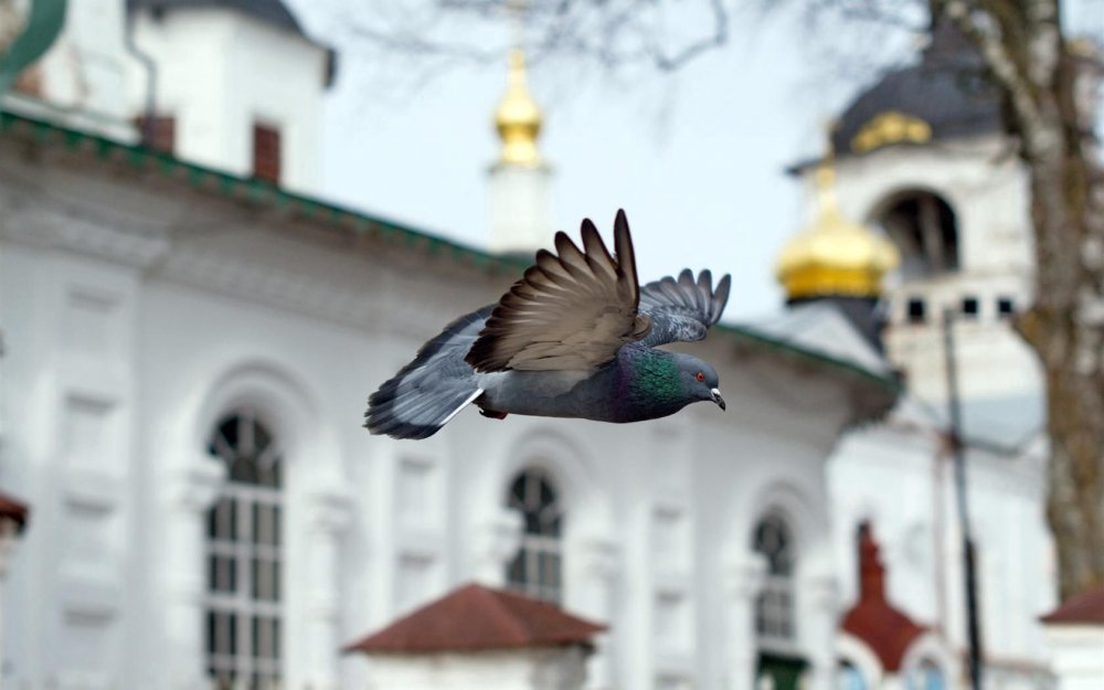 Голуби над храмом