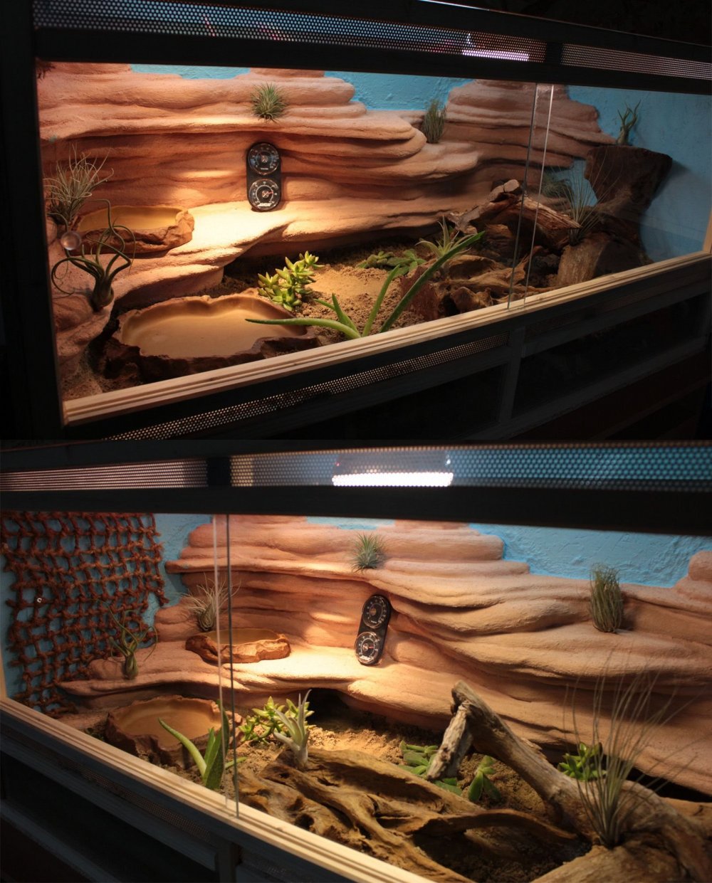 Bearded Dragon Terrarium