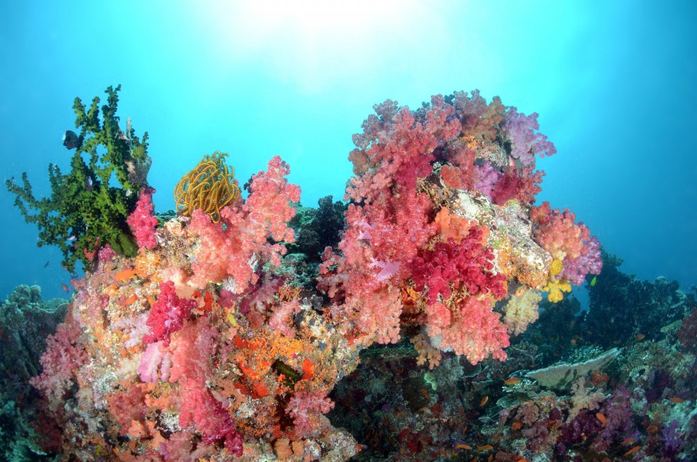 Коралловый риф водоросли
