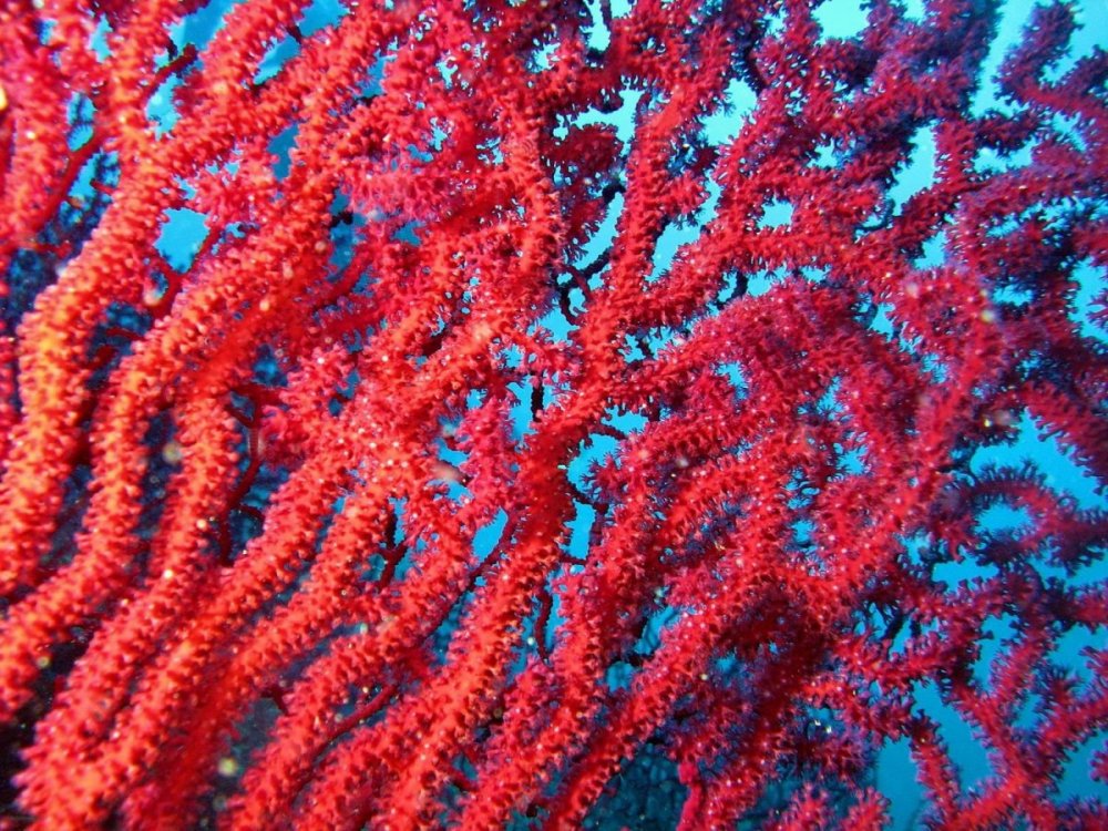 Цвет коралл