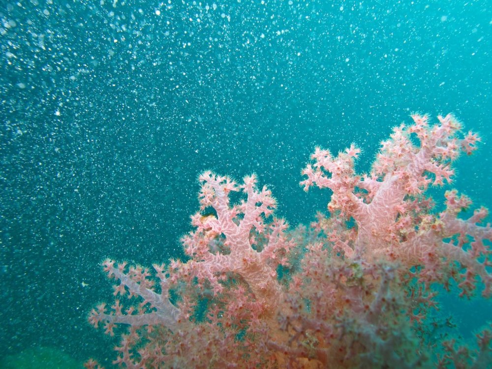 Кораллы Эстетика