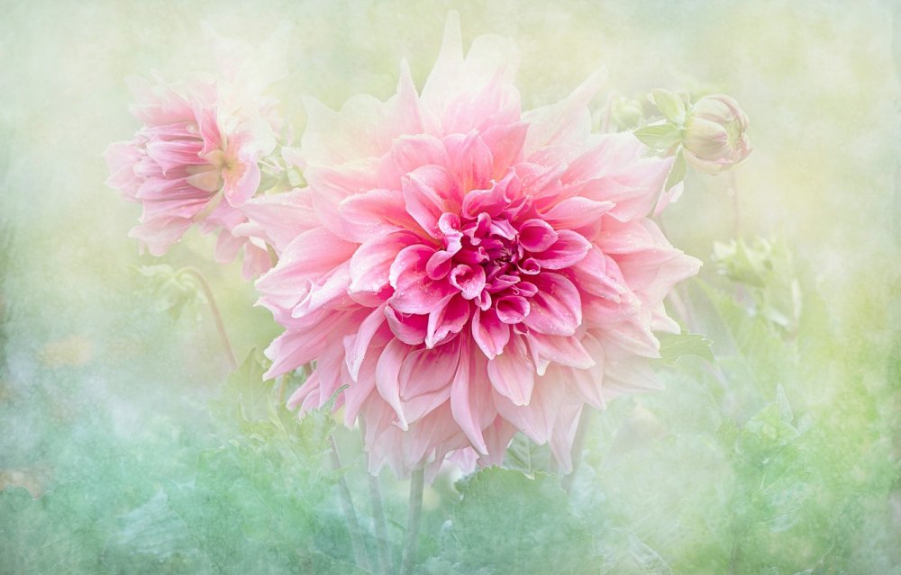 Цветок георгин на розовом фоне