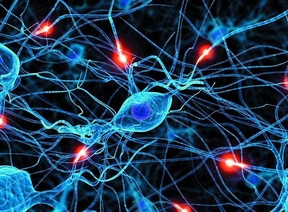 Нейроны и синапсы головного мозга