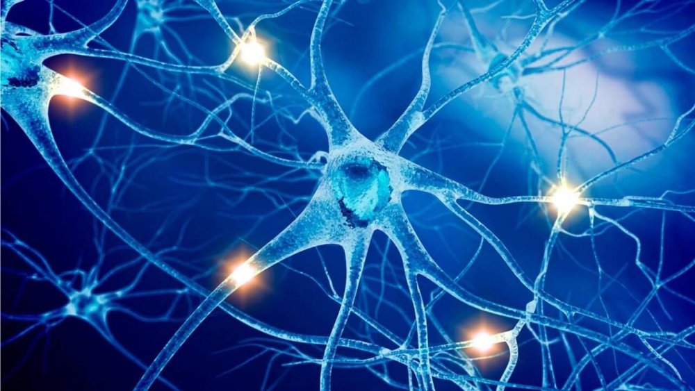 Нервная система человека Нейроны