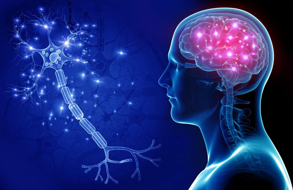Изучение нервной системы человека