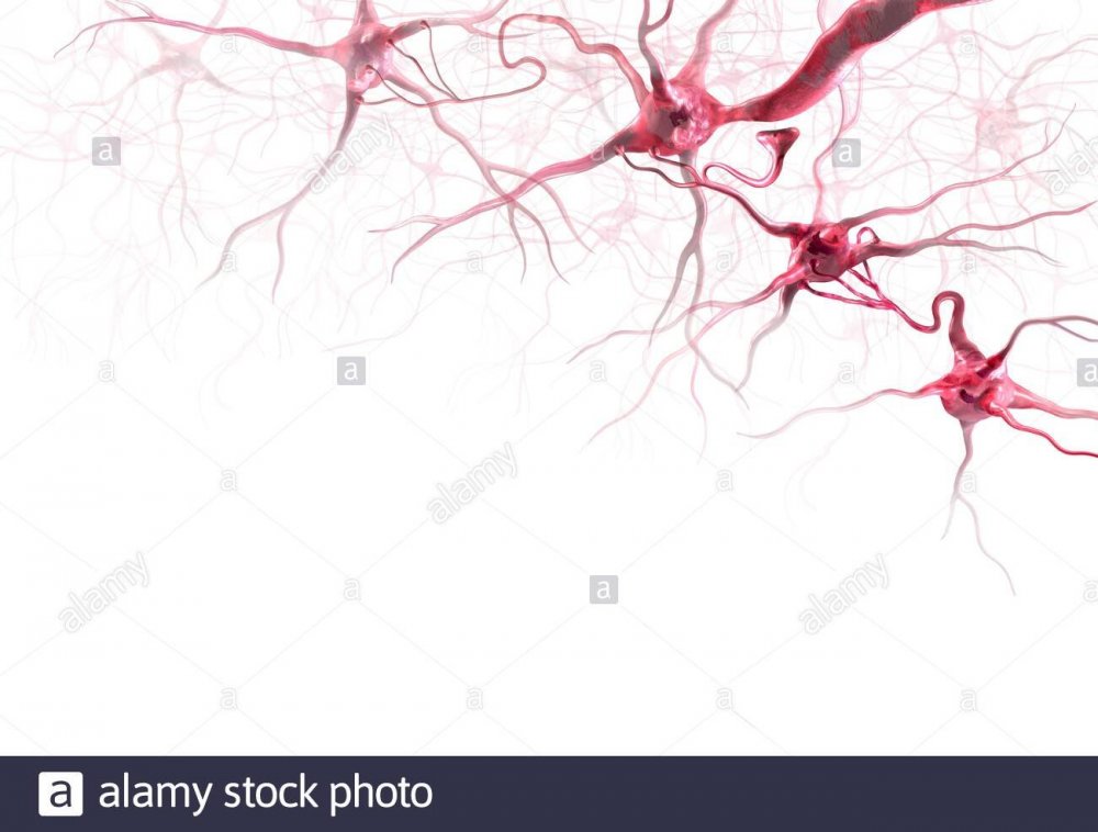 Нейроны на белом фоне