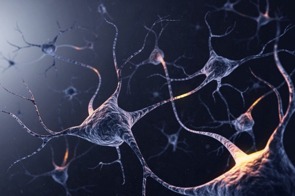 Нейронная клетка синапсы