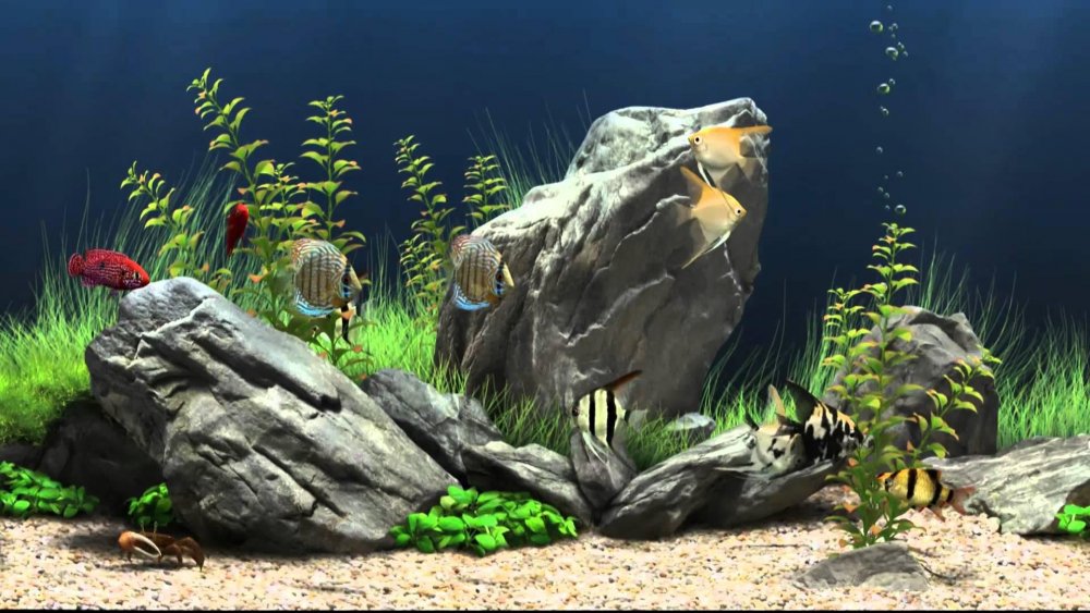 Живой аквариум