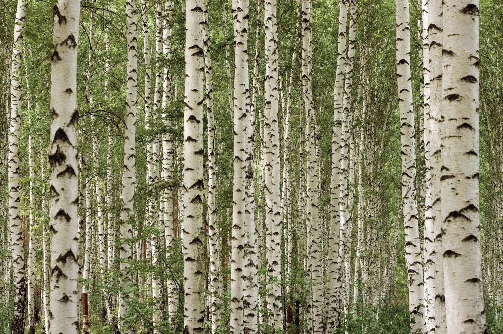 Берёза the Birch