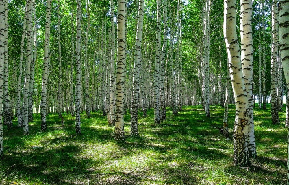 Березовая роща Тульская