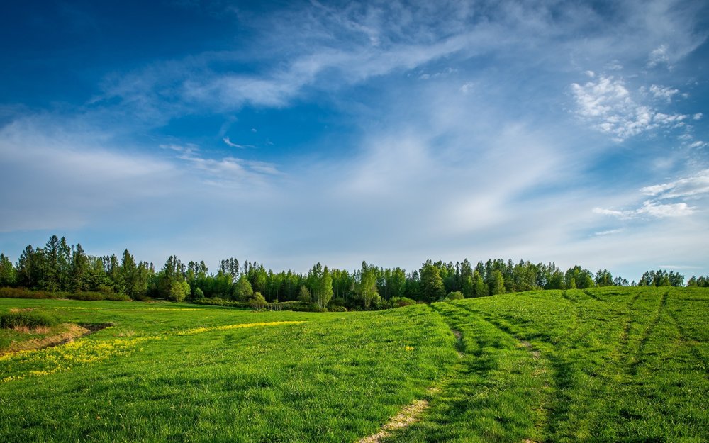 Лес Горизонт Удмуртия