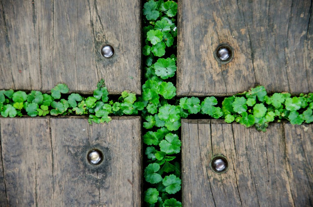 Деревянная стена с зеленью