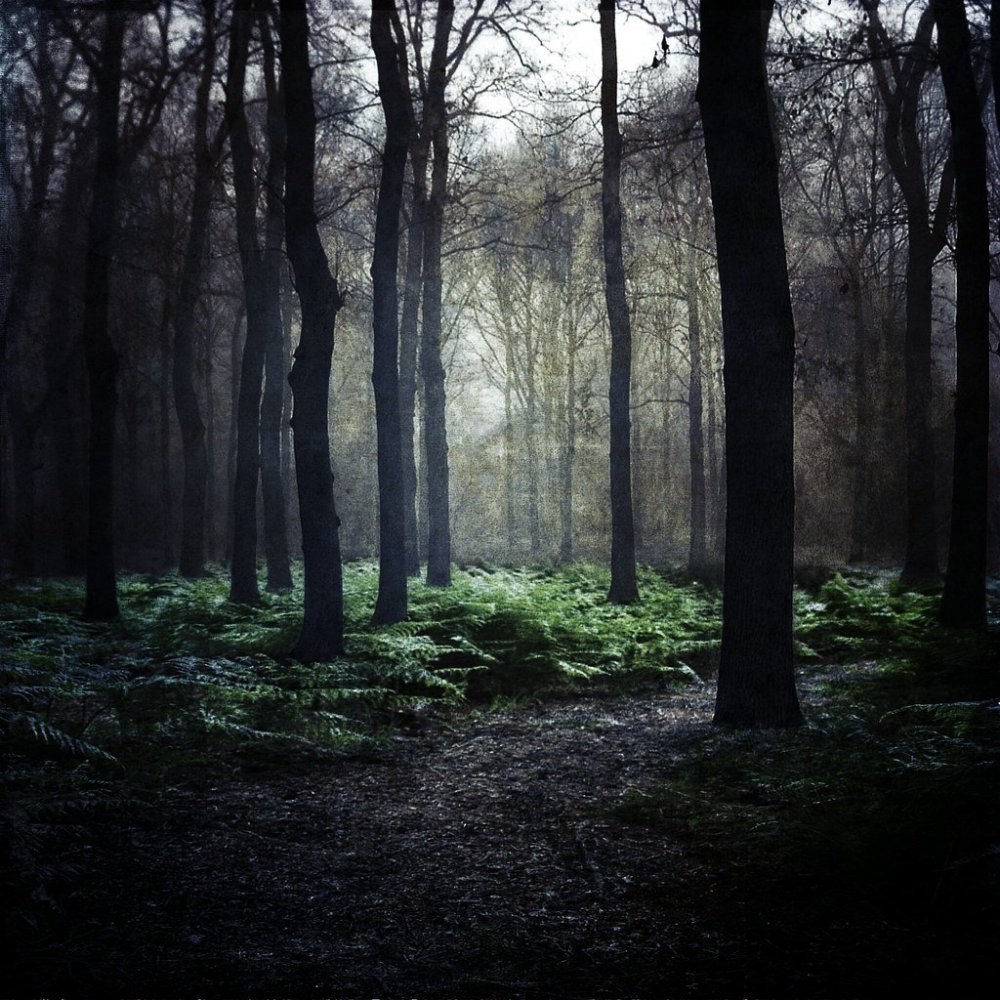 Фон тёмного леса