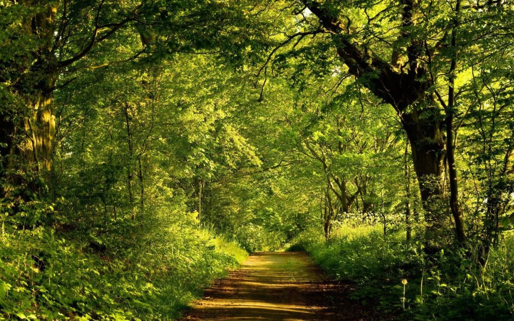Зеленый лес пейзаж