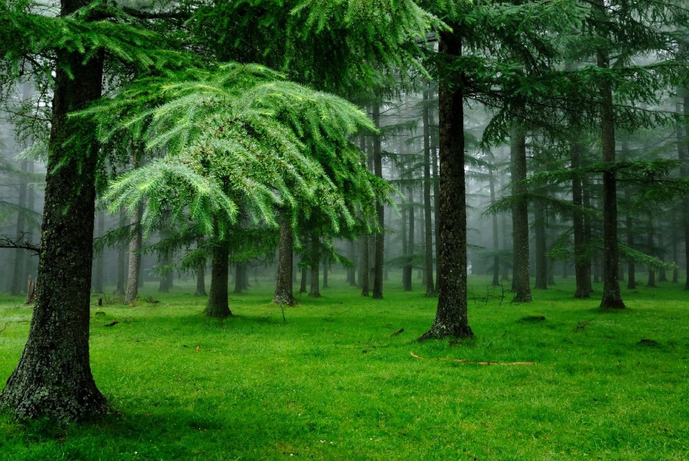 Хвойный лес Казани