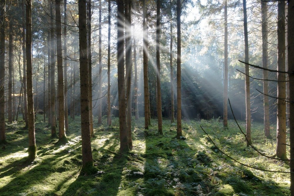 Сосновый лес Чибий