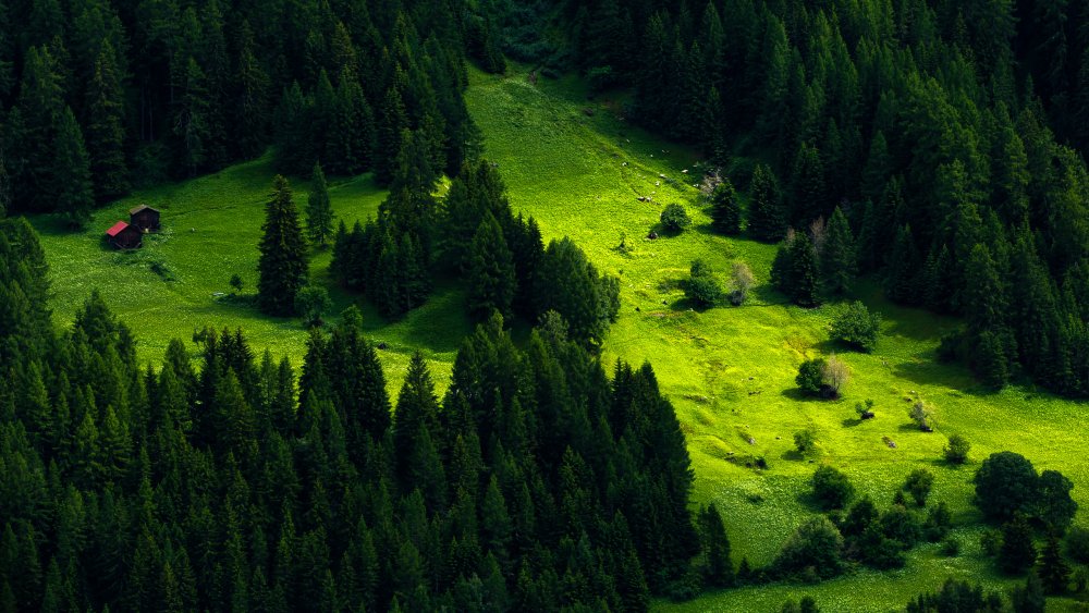 Хвойные леса Швейцарии