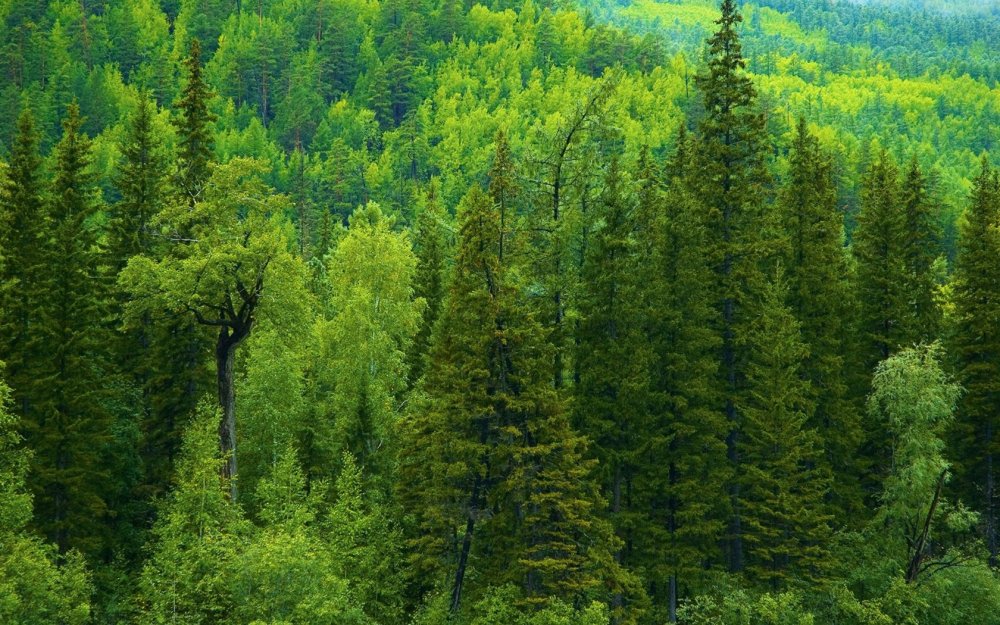 Пихтовый лес Сибири