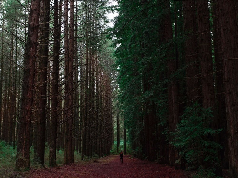 Темный Сосновый лес