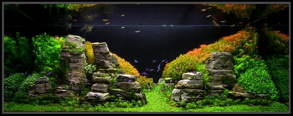 Пейзажный аквариум