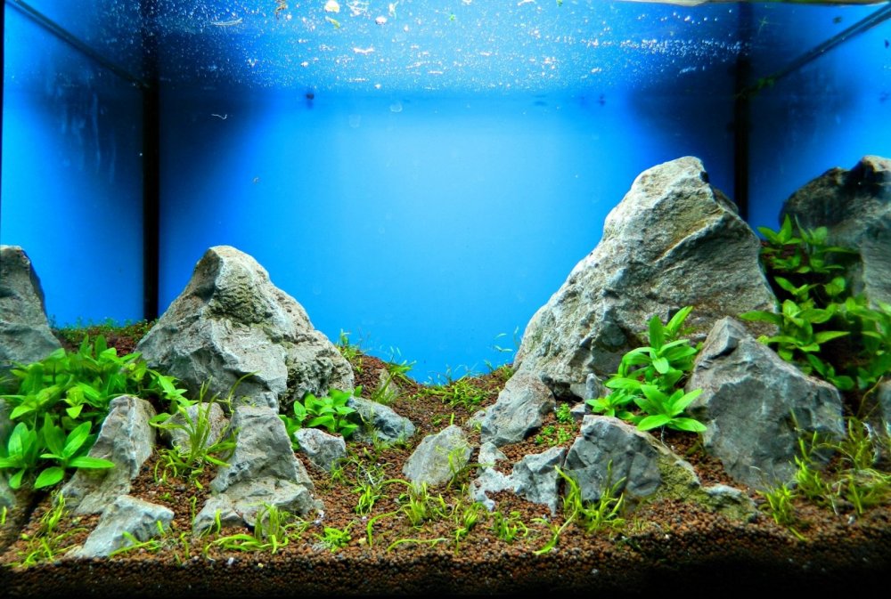 Красивый задний фон для аквариума