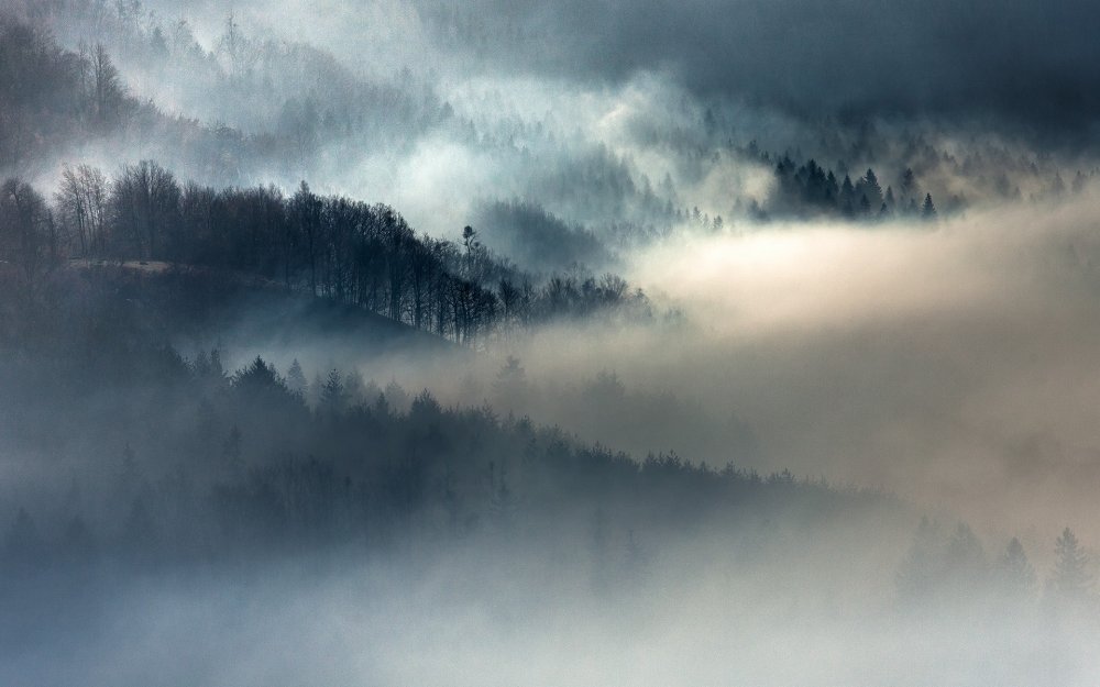 Пейзаж лес в тумане