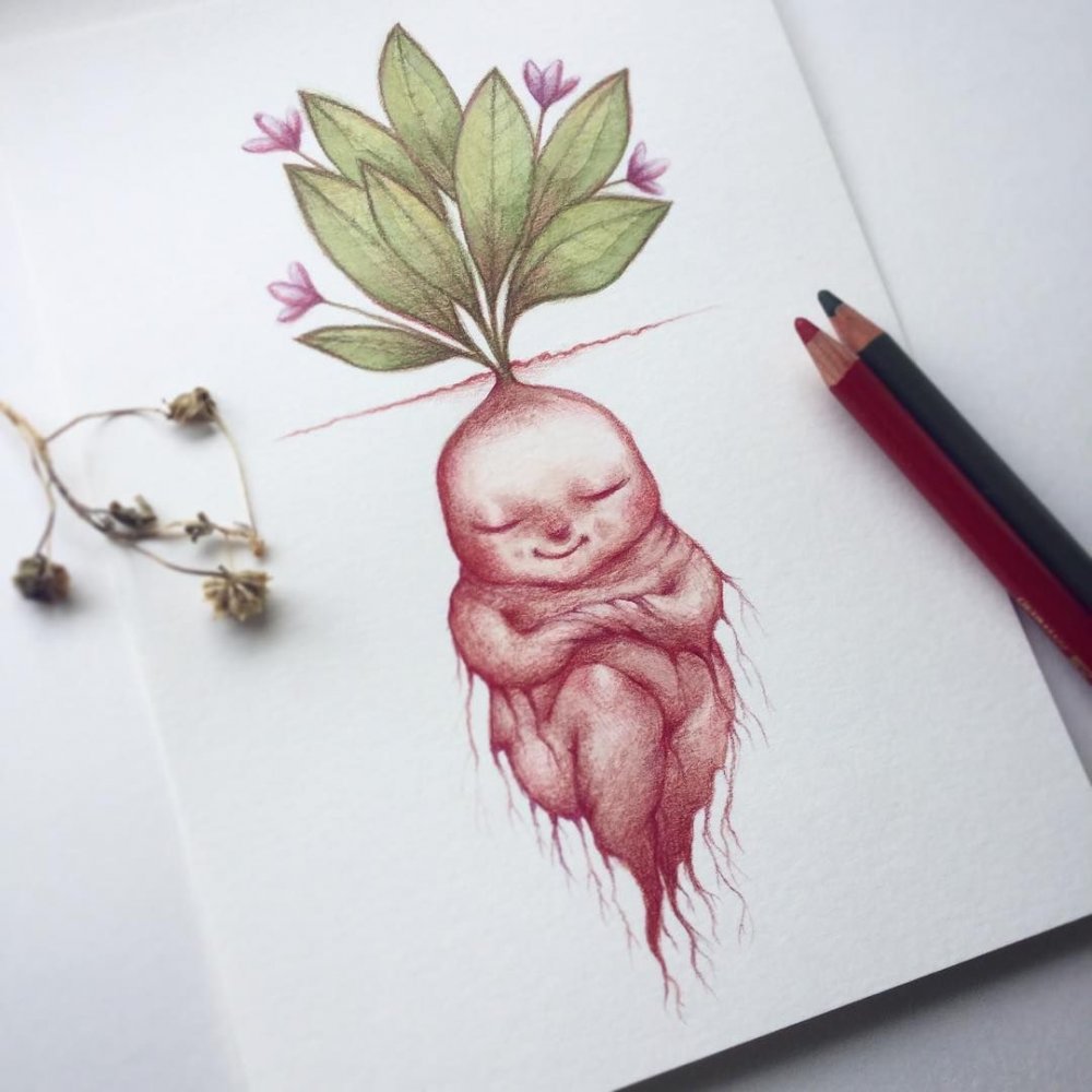 Mandrake Harry Potter