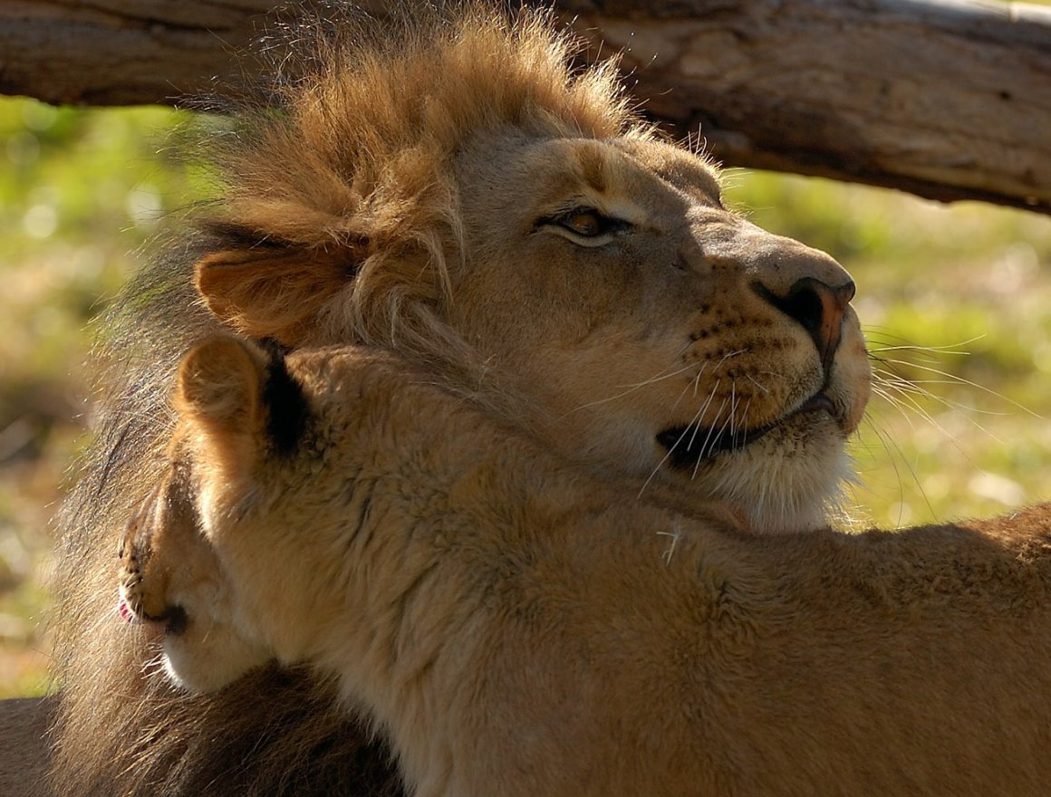 Лев обнимает львицу