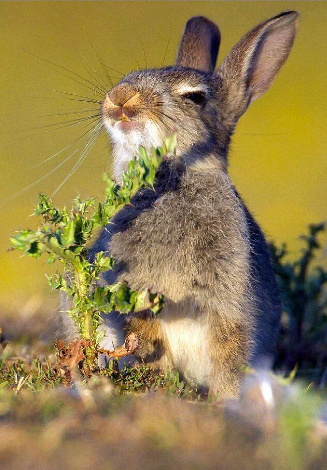 Фото прикольного зайца