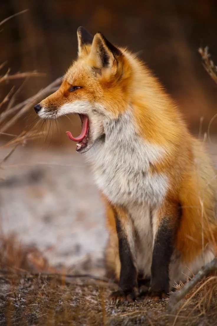 Обыкновенная лисица (Vulpes Vulpes)