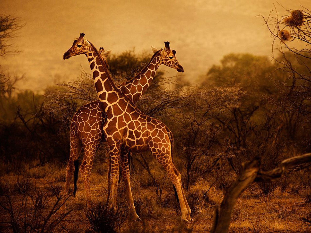 Пейзаж с жирафом
