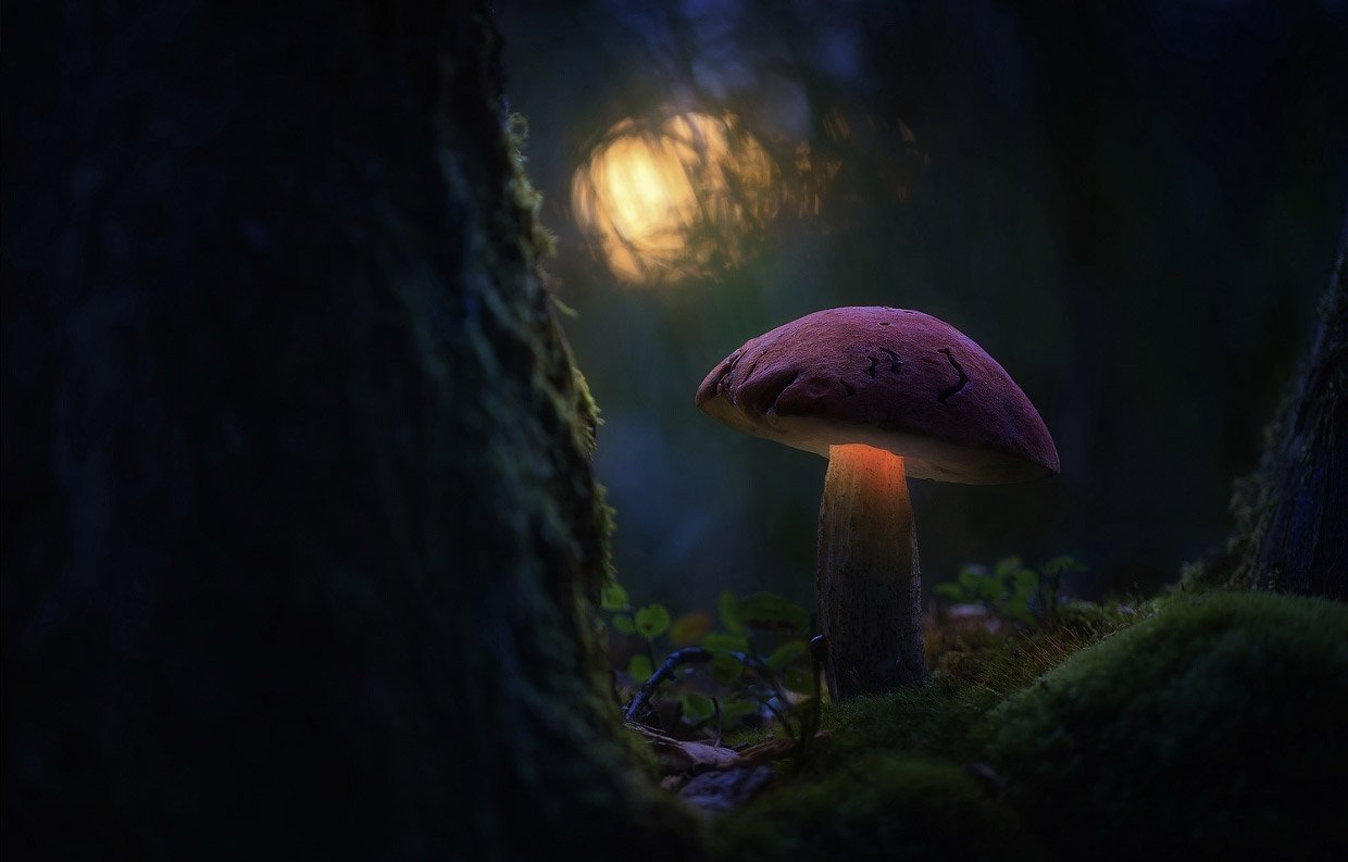 Живые грибы. Мартин Пфистер. Грибы с подсветкой Мартина Пфистера. Сказочные грибы. Волшебный лес с грибами.