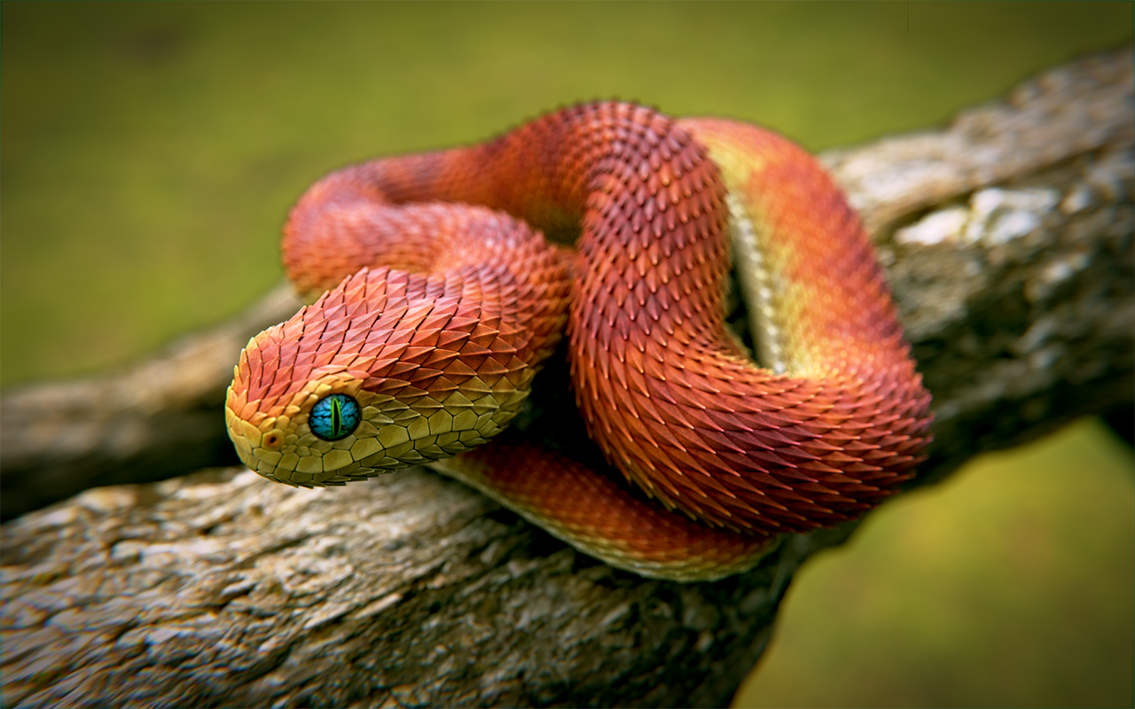 Красивые змей. Кустарниковая гадюка АТЕРИС. Кустарниковая гадюка (Atheris. Африканская кустарниковая гадюка. АТЕРИС сквамигера.