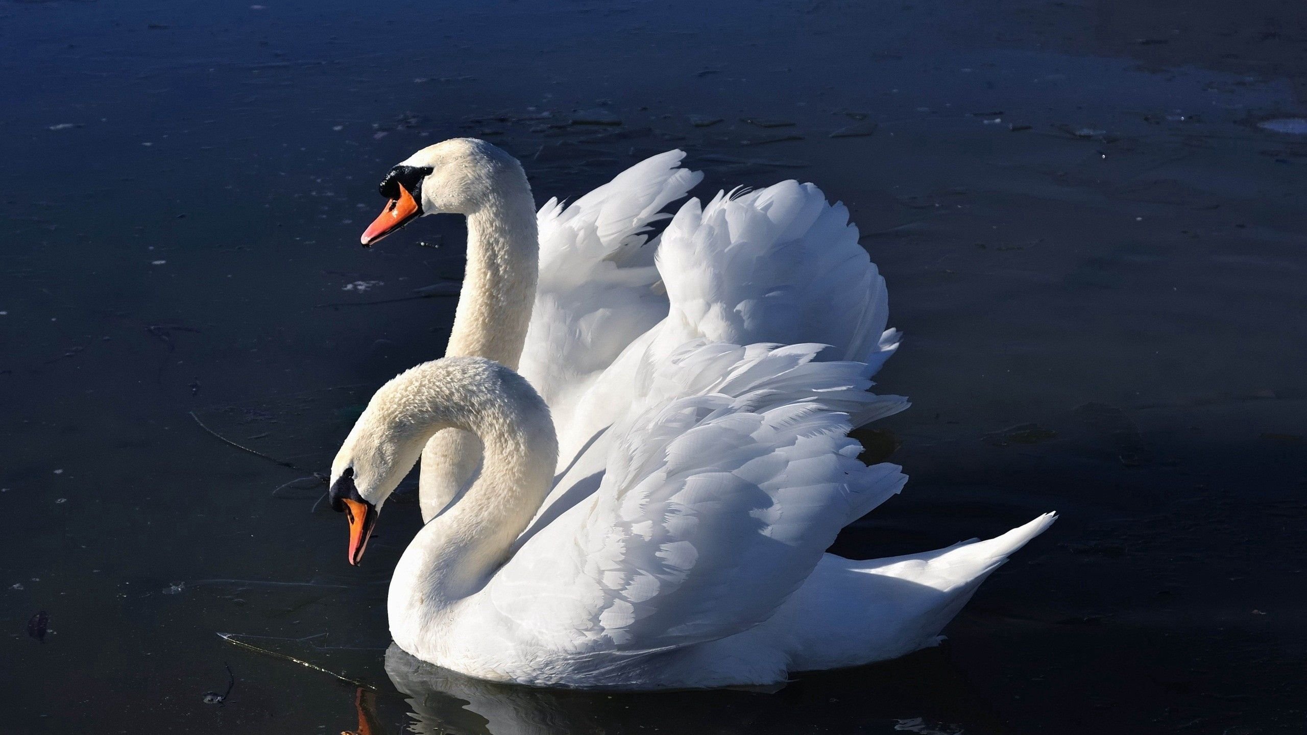 Красивые белые лебеди. Белый лебедь шипун. Лебедь шипун пара. Лебедь шипун питание.
