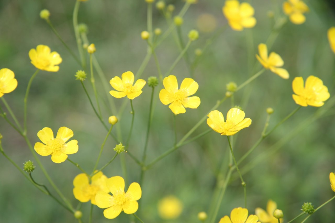 Ranunculus Acris Р›СЋС‚РёРє РµРґРєРёР№