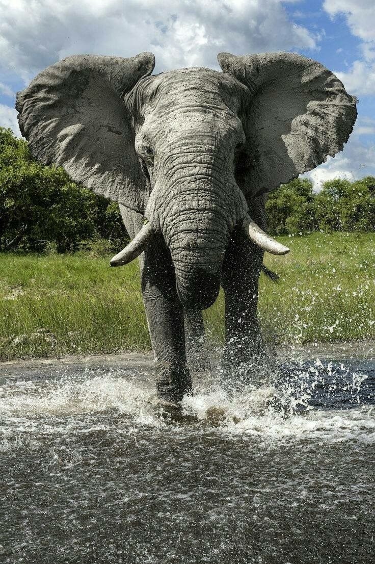 Слон бежит