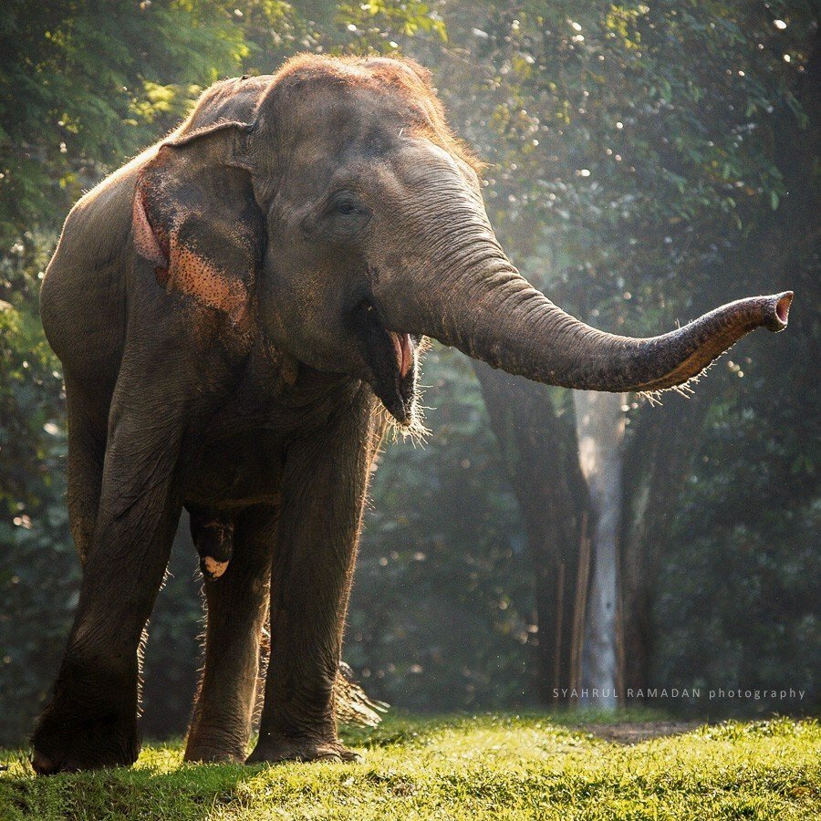Красивая слониха