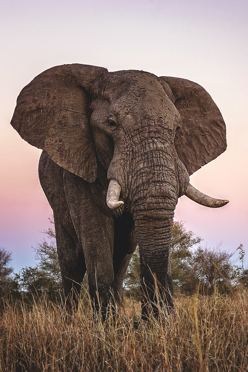 Слон африканский самое. Саванный слон. Саванновый Африканский слон. Африканский кустарниковый слон. Африканский Элефант слон.