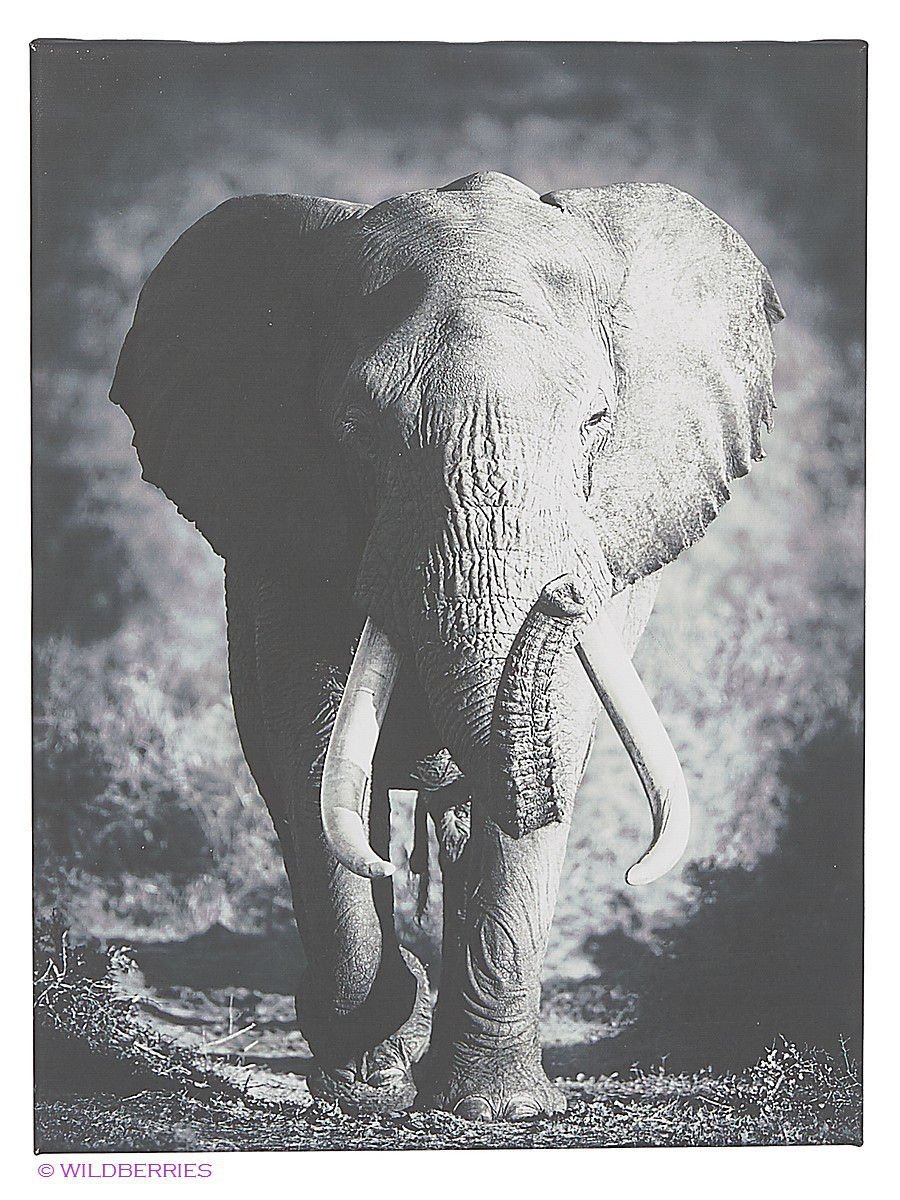 Злой Африканский слон