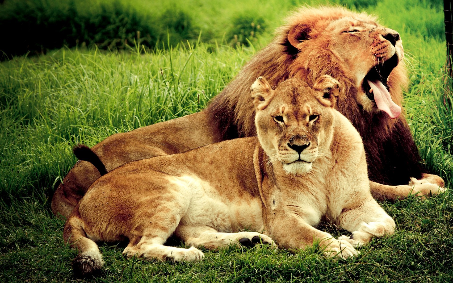 Красивый Лев и львица