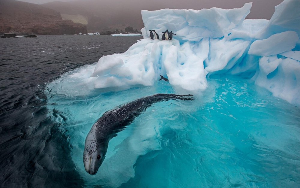 Животные антарктики картинки