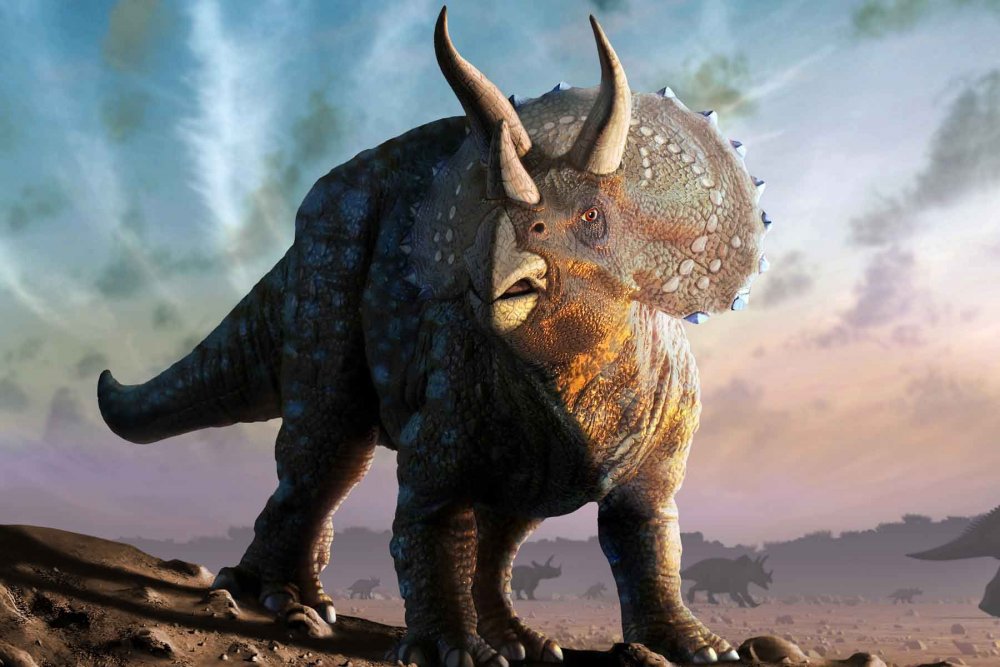 Triceratops horridus