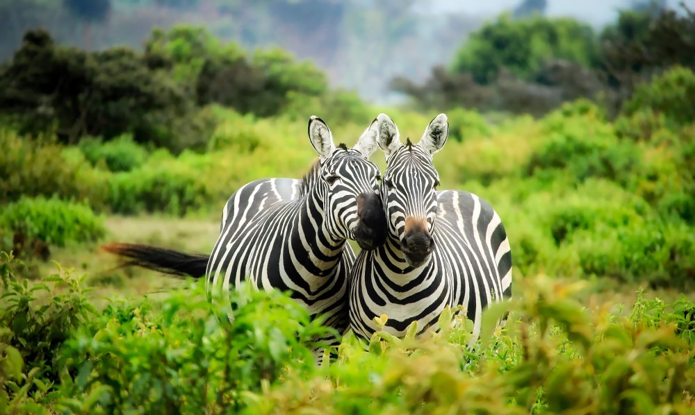 Кения сафари зебры