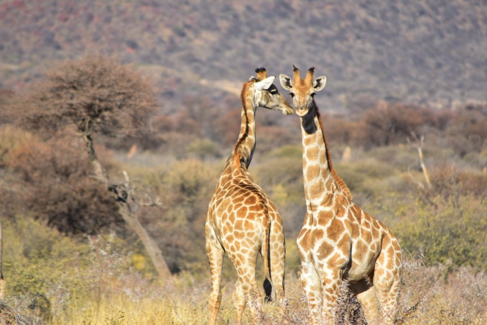 Южноафриканский Жираф