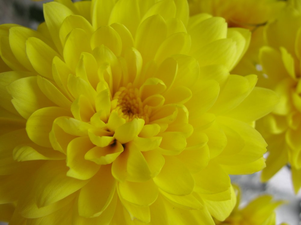 Хризантема Bislet Yellow